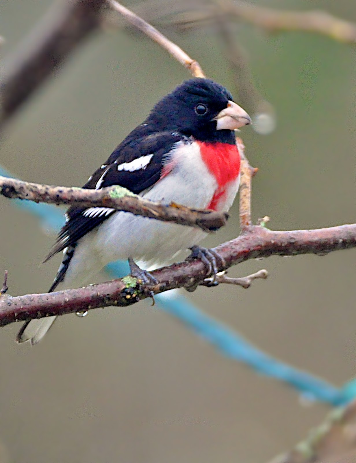 Cardinal à poitrine rose - Rose-breasted Grosbeak